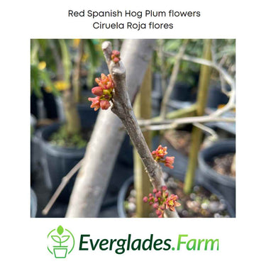 Red Spanish/Hog Plum, Ciruela, Jocote Rojo, Mombin Tree